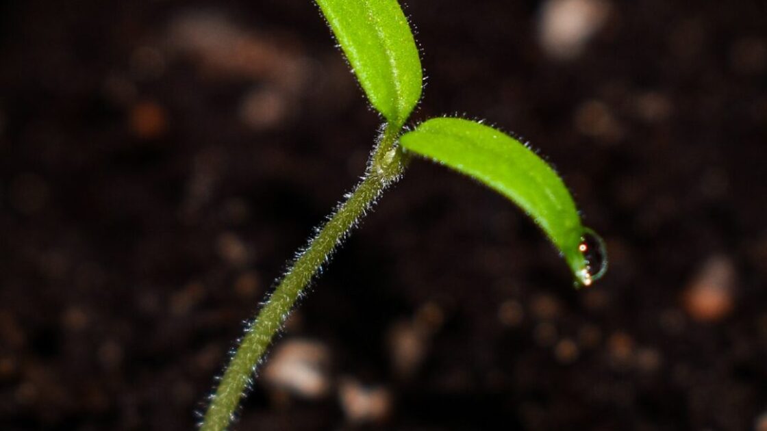芽吹く植物の成長